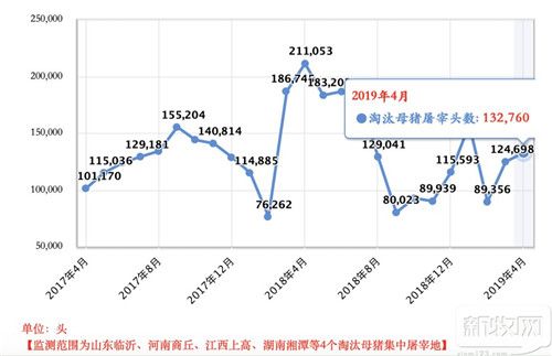 4月全国淘汰母猪量增31%，广东病害猪处理量增51%！母猪屠宰后千万别做这些事